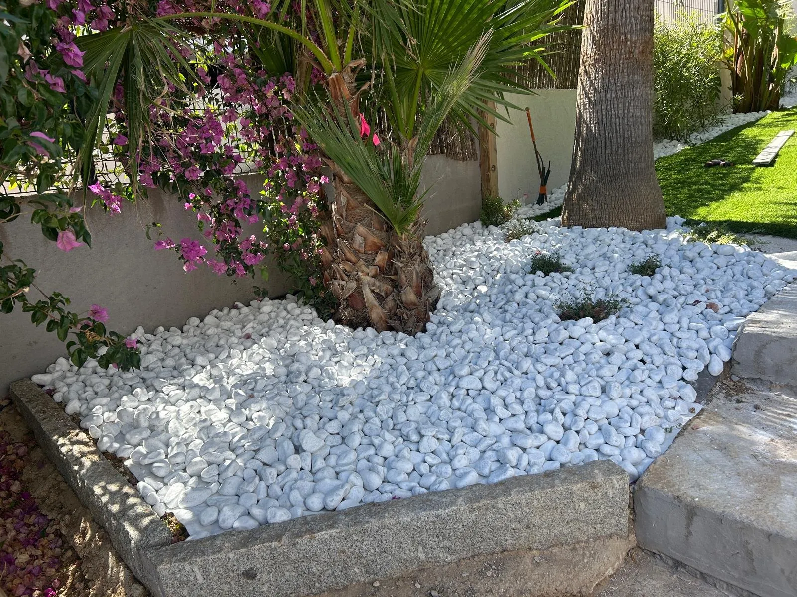 Massif de galets blancs au pied d’un palmier, bougainvillier en fleurs