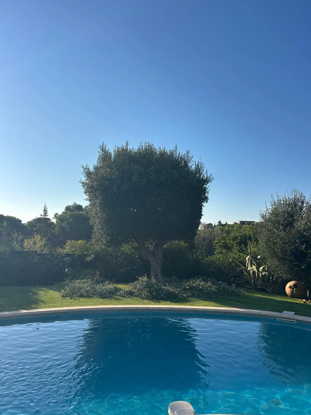 Avant : olivier touffu au bord d’une piscine, branches coupées sur la pelouse