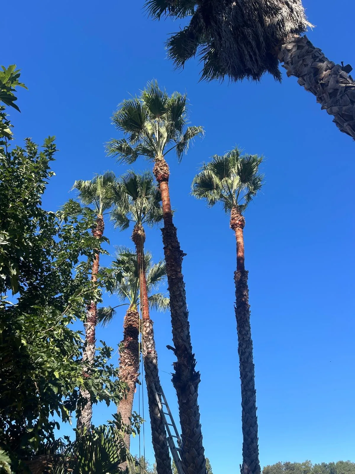 Grands palmiers élancés vus en contre-plongée sur un ciel bleu