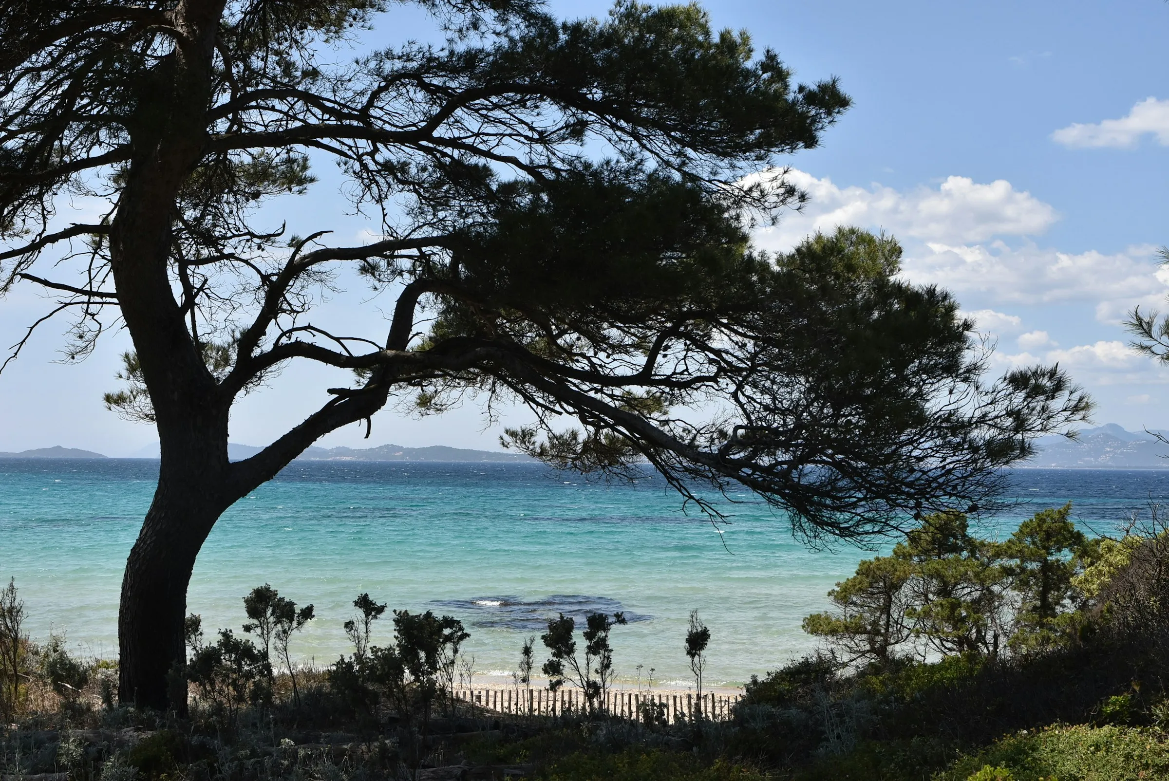 Pin d’Alep penché au-dessus d’une crique turquoise sur le littoral méditerranéen