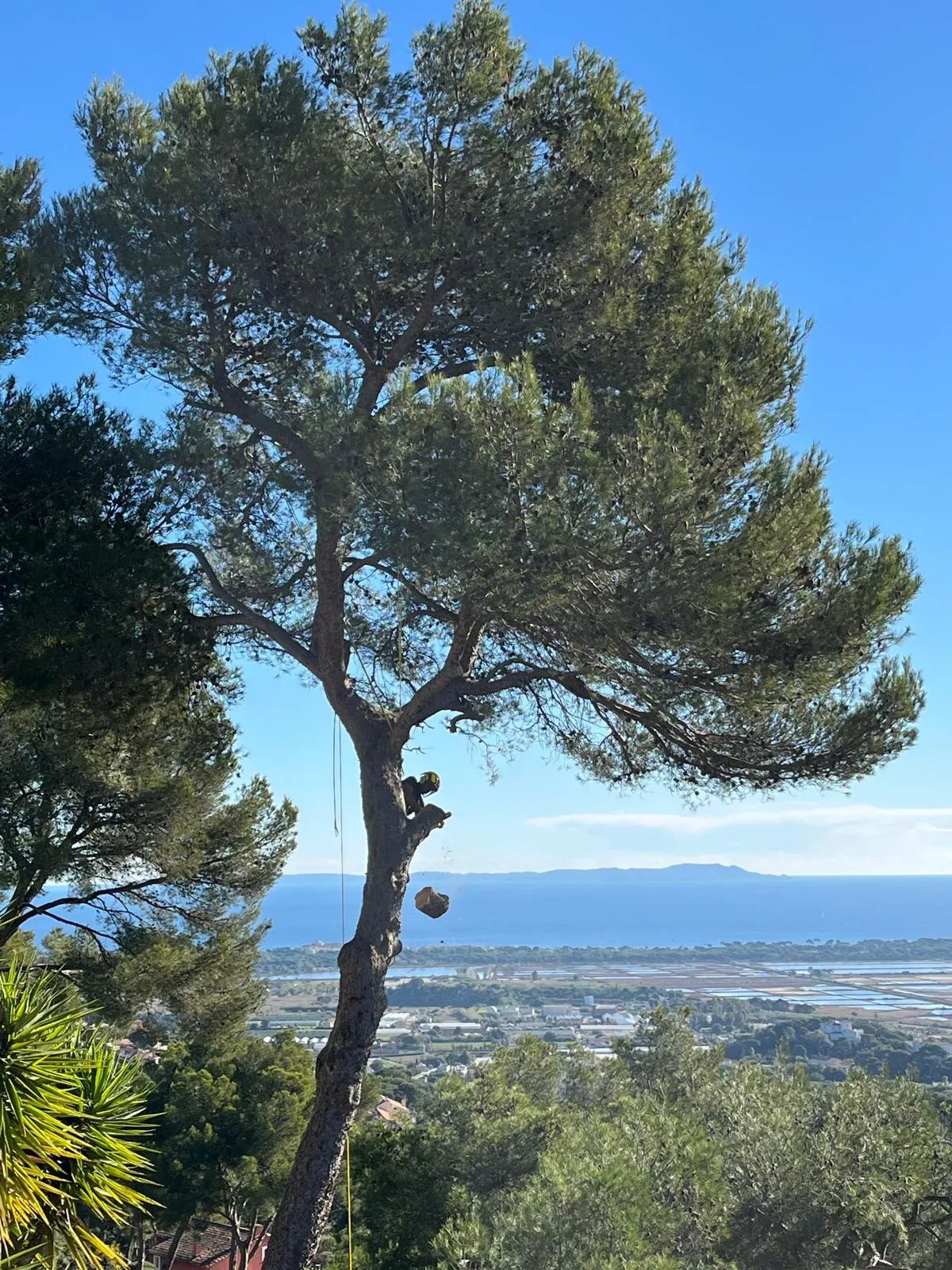 Grand pin taillé au-dessus de la plaine, la mer à l’horizon