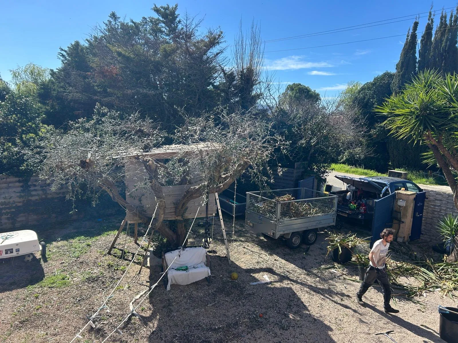 Olivier en cours de taille, remorque de branches à côté