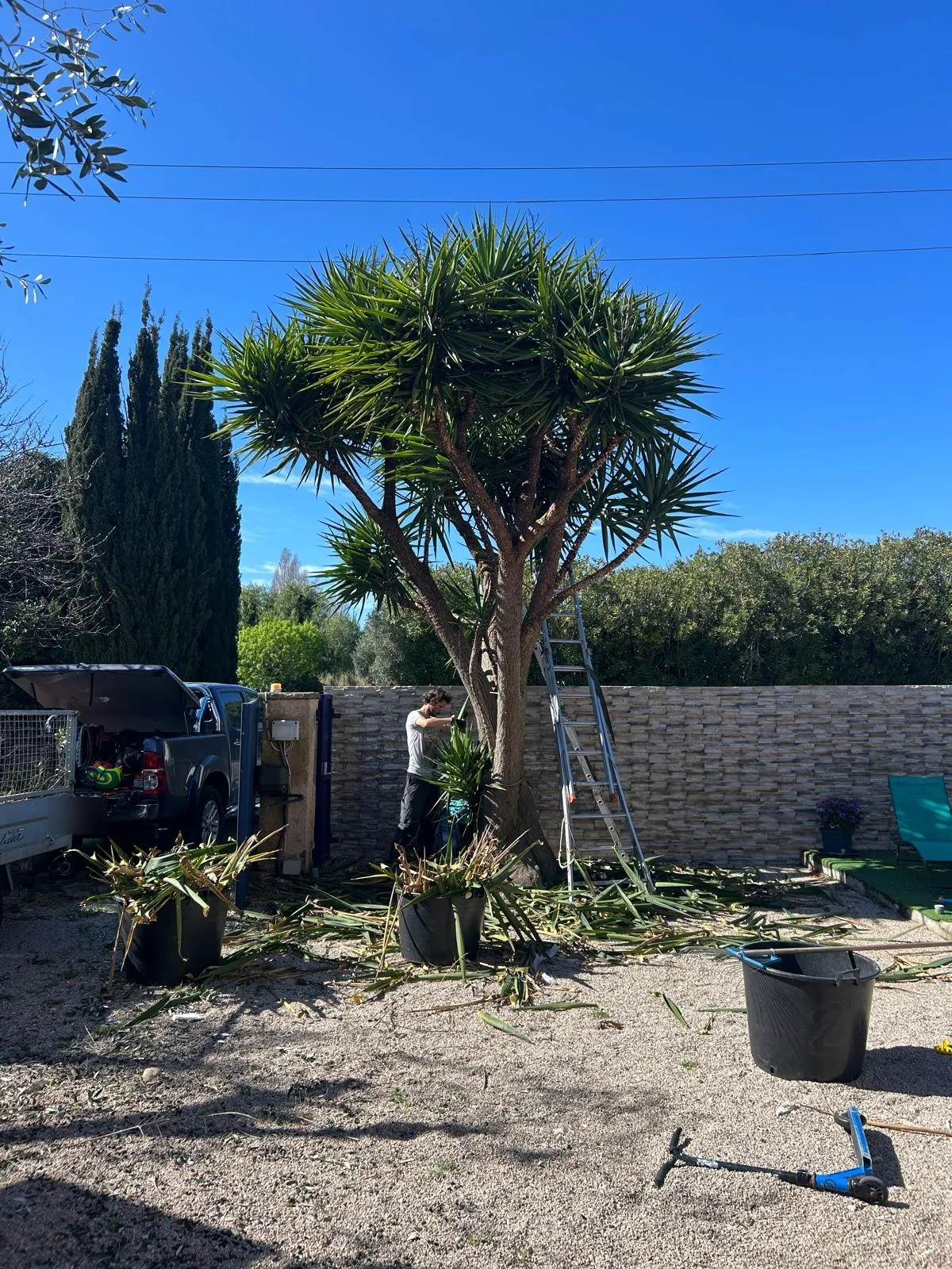 Yucca en cours de taille, palmes coupées au pied